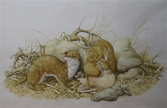 An early original water colour by Neil Cox of two weasels in country setting. 38 x 55cm